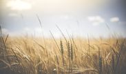 Blog FOR: Nie, kapitalizm nie „zagłodzi ludzkości” do 2050 roku